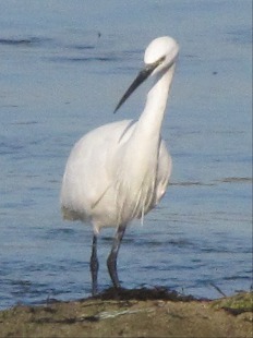 aigrette garzette